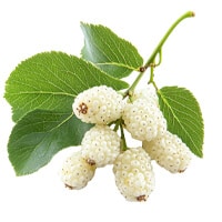 mulberry